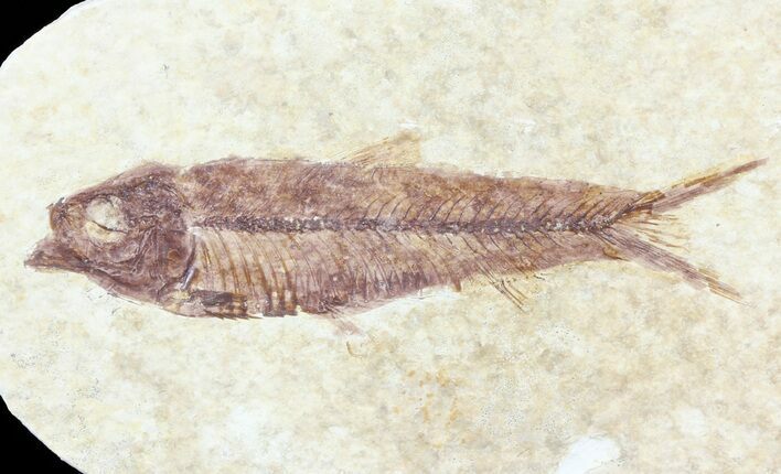Knightia Fossil Fish - Wyoming #60880